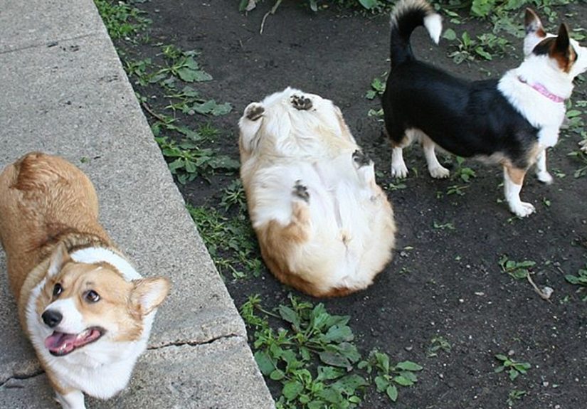 117 Dog Fails That’ll Make You Feel Guilty For Laughing