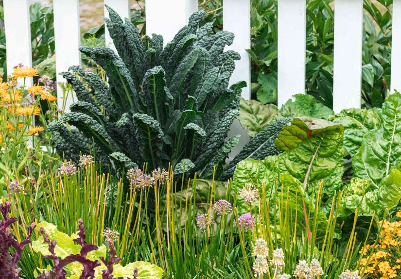 16 Fastest Growing Vegetables for Your Garden
