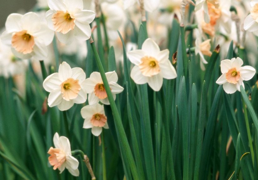 17 Types of Daffodils to Brighten Up Your Garden