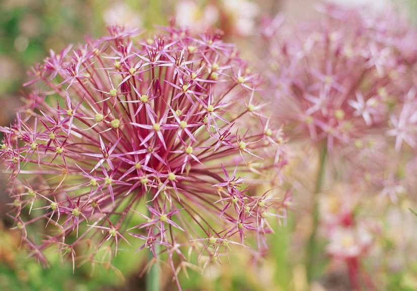 20 Best Allium Varieties to Grow for Their Beautiful Flowers