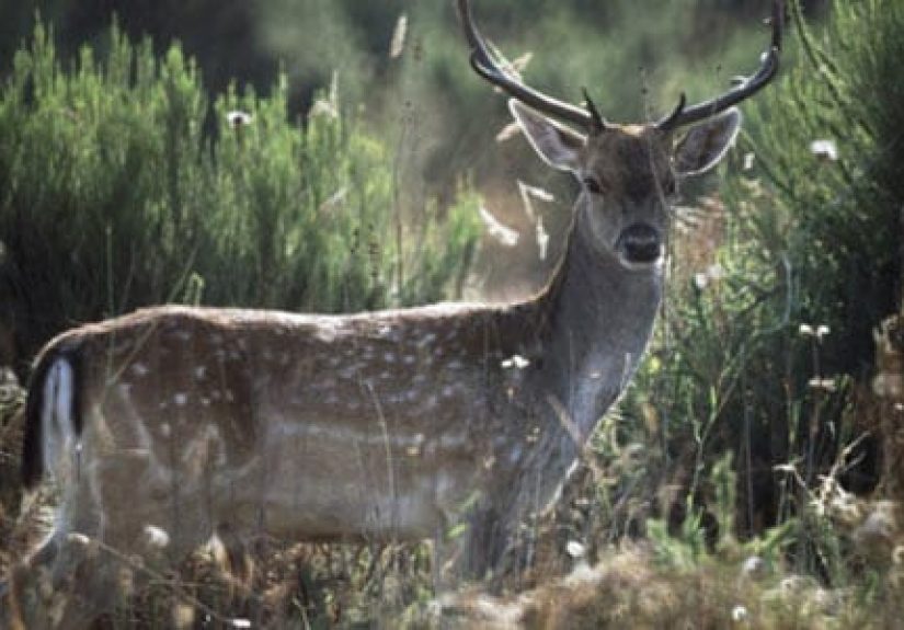20 Ways to Keep Deer Out of Your Yard
