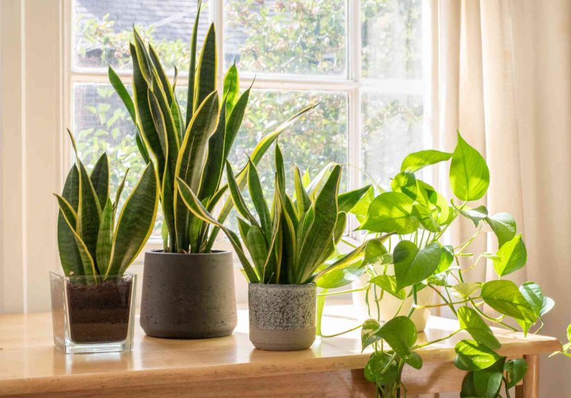 22 Best Plants That Work in Any Bedroom