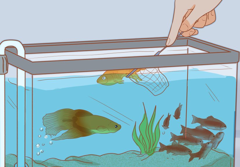 3 Ways to Add Fish to a New Tank