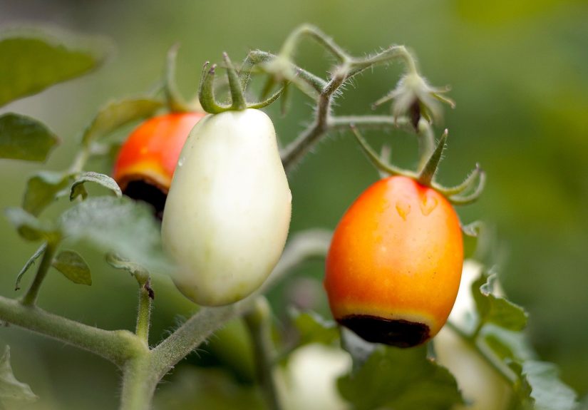 4 Easy Ways to Prevent the Tomato Rot That Could Ruin Your Harvest