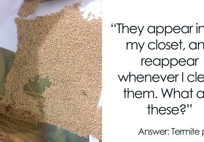 40 Times People Had No Idea What They Were Looking At, But The Internet Knew What It Was Right Away