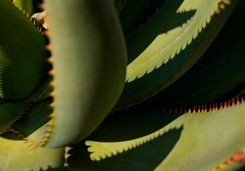 5 Healthy Benefits of Drinking Aloe Vera Juice