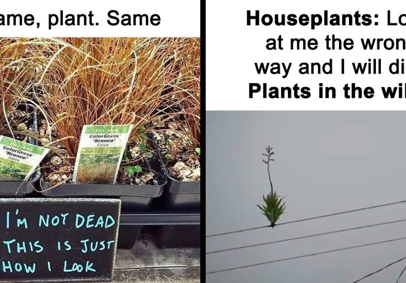50 Funny Memes For Those Who Have A Green Thumb And A Unique Sense Of Humor