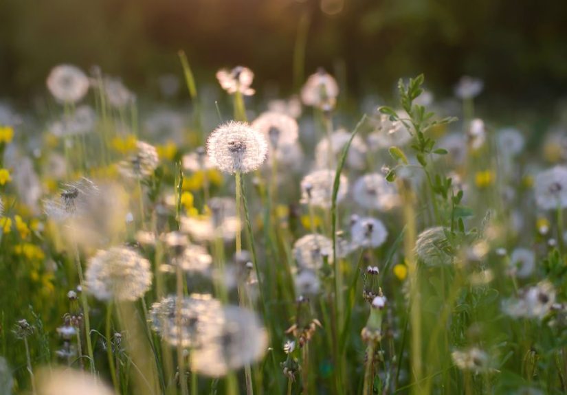 7 Natural Diuretics: Herbs, Supplements, Foods, and Drinks