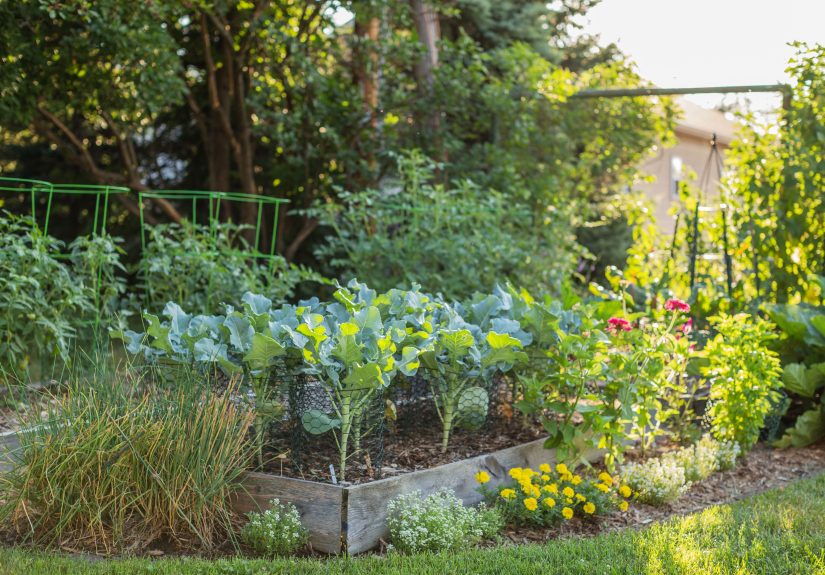 8 Natural Ways to Grow a Weed-Free Vegetable Garden