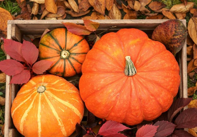 80 Best Fall Puns and Funny Jokes About Leafs, Pumpkins and More