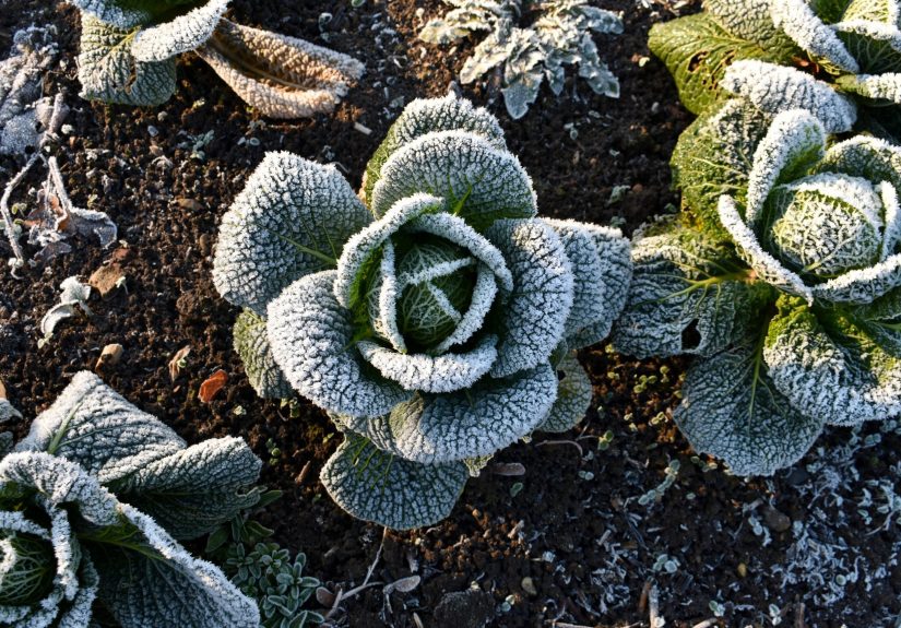 9 Vegetables To Plant in Winter