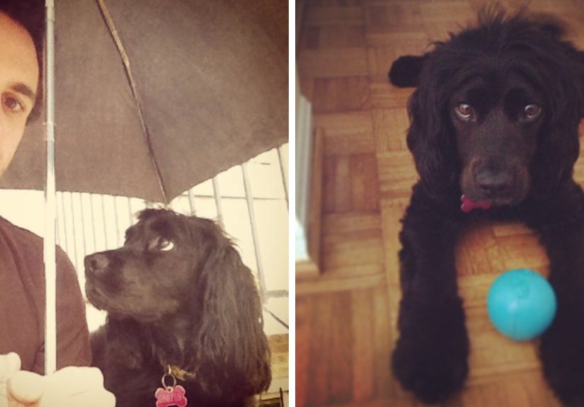 A Tribute Video For My Beloved Dog Who Lost Her Battle With Cancer