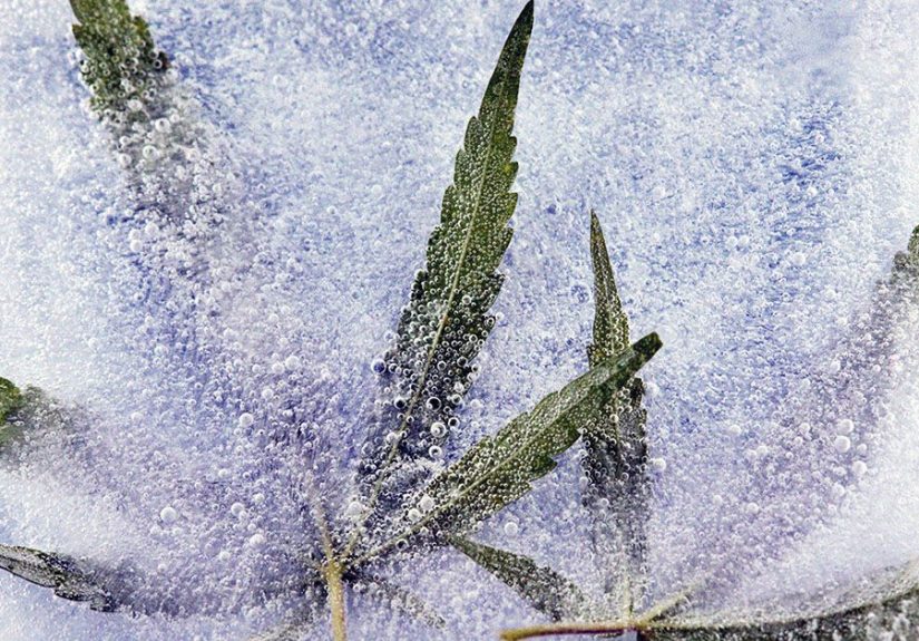 Alzheimer's disease: CBD may help calm neuroinflammation