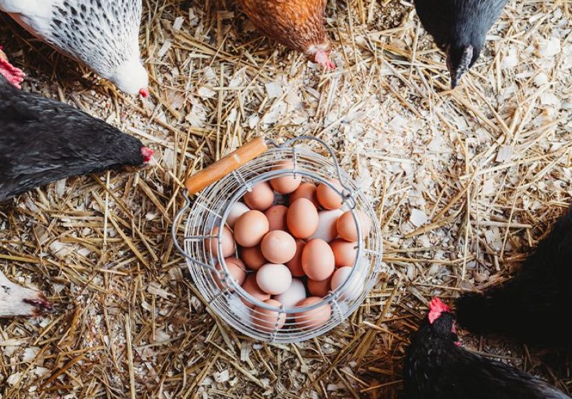 Are Free-Range Eggs Healthier?