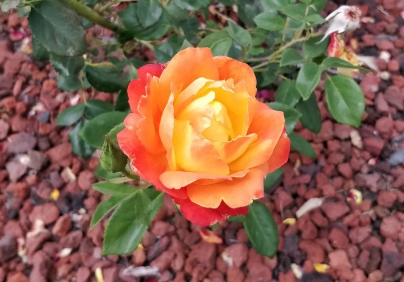 Hey Pandas, Post A Photo That You&rsquo;ve Taken Of Your Favorite Type Of Flower