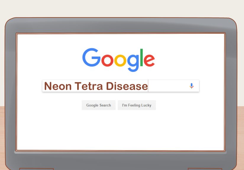 How to Care for Neon Tetra: Tank Setup, Diet, & More