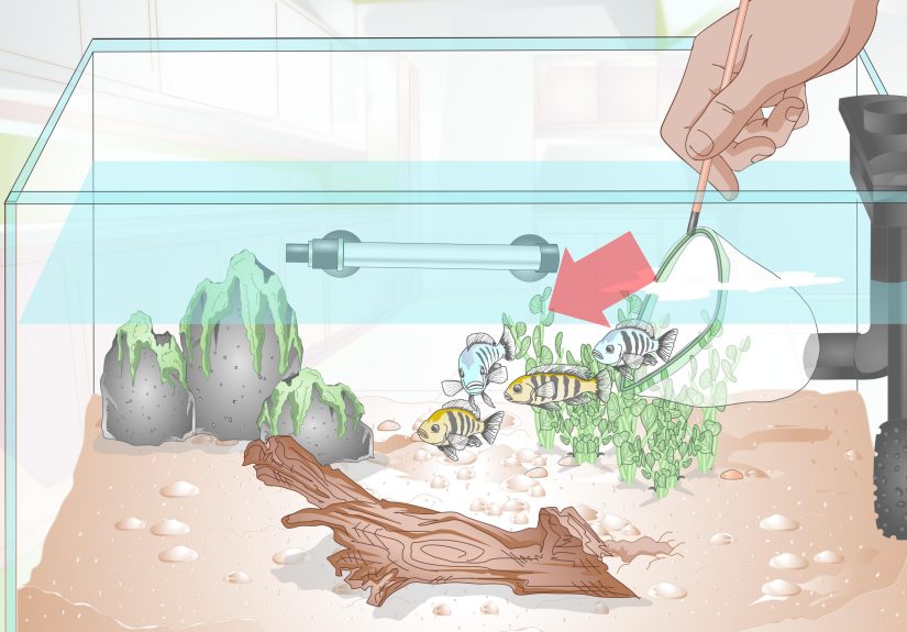 How to Empty an Aquarium: 13 Steps