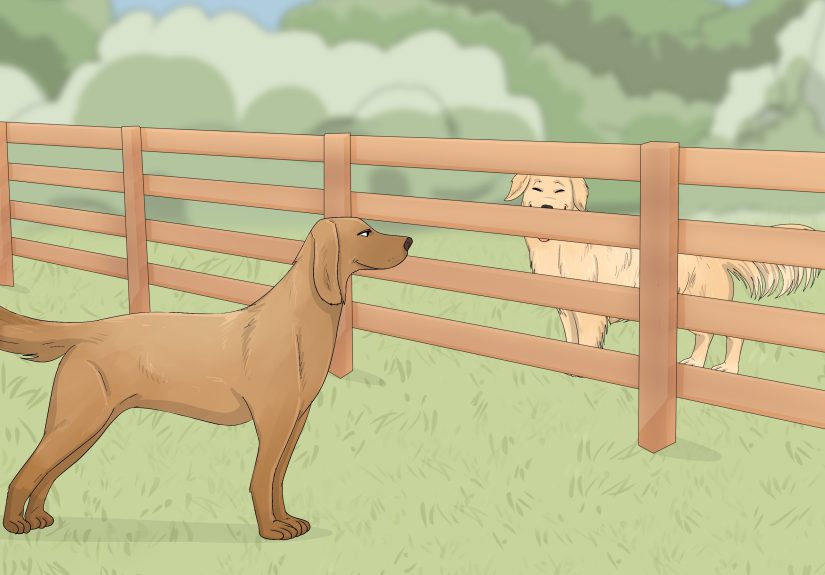 How to Get Dogs to Mate Naturally: Preparation & Timing