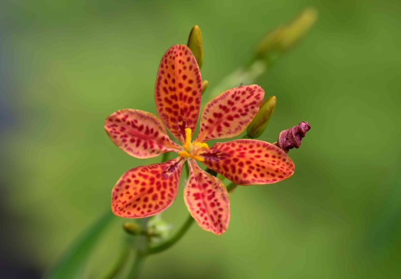 How to Grow and Care for Blackberry Lily