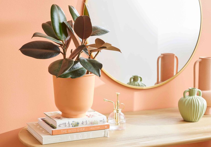 How to Grow and Care for Burgundy Rubber Plant