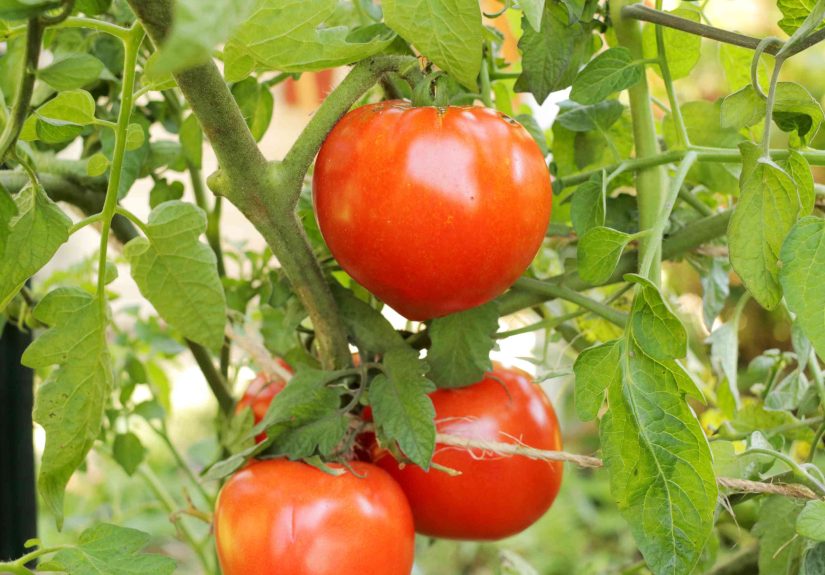 How to Grow and Care for Celebrity Tomatoes