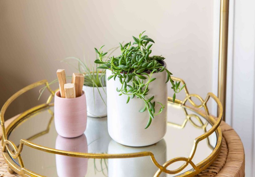 How to Grow and Care For String of Bananas