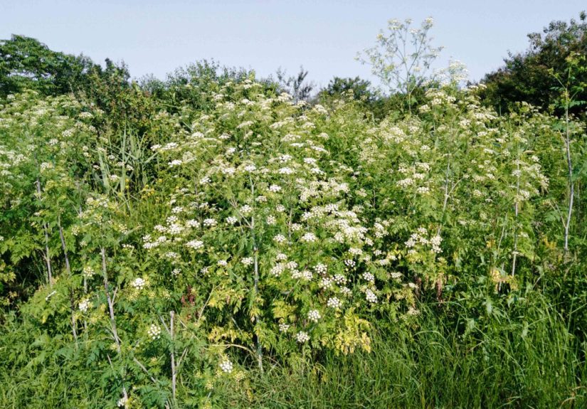 How to Identify and Remove Poison Hemlock