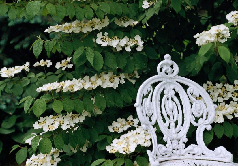 How to Plant and Grow Viburnum Bush