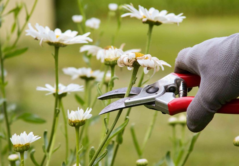 How to Prune Trees and Plants