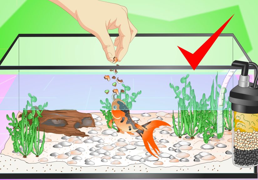 How to Set up a Fish Tank (for Goldfish): 10 Steps