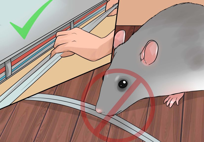 How to Shoulder Train a Pet Rat