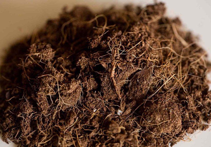 How to Use Coconut Coir in Your Garden