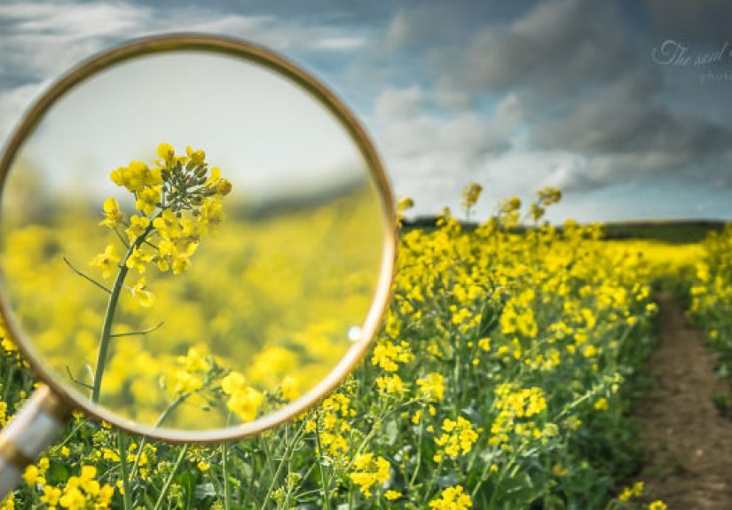 I Found This Magnifying Glass At A Flea Market, And Decided To Capture The Beauty Of Spring