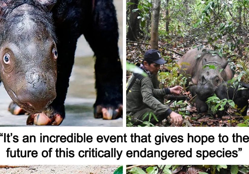 “It’s An Incredible Event”: Critically Endangered Sumatran Rhino Welcomes Her First Baby Calf