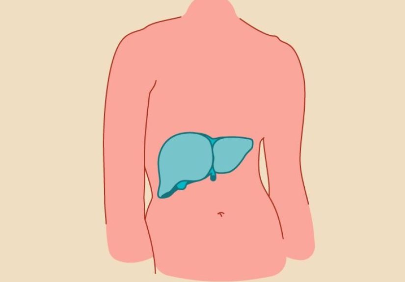 Liver: Anatomy, Definition, Symptoms, and More