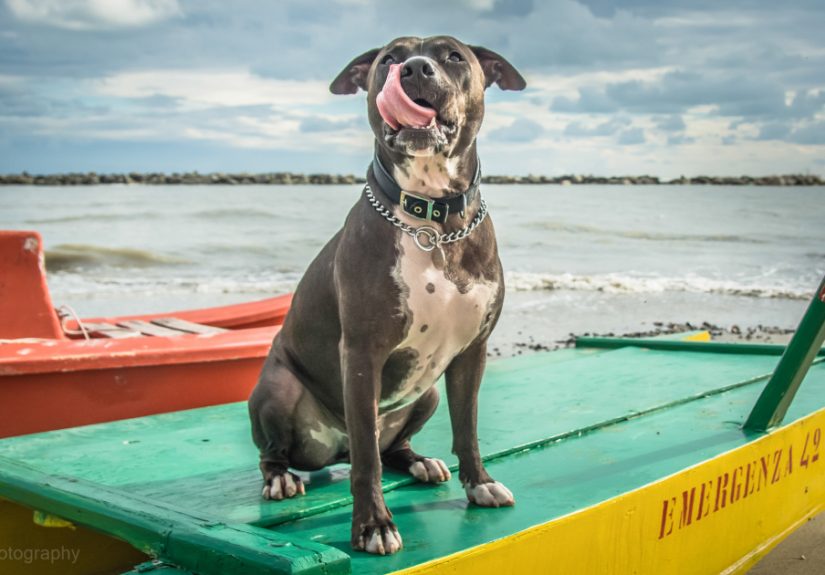 One Dog, Many Places And Faces