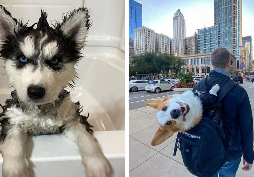 People Can’t Stop Smiling At These 80 Wholesome ‘We Rate Dogs’ Posts That Are Bound To Make Your Day Better