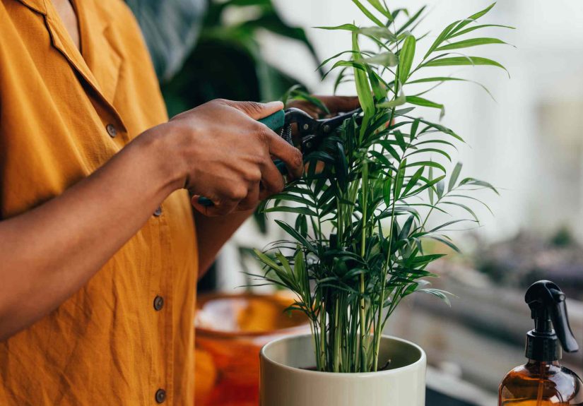Should You Prune Houseplants Before Winter? We Asked Houseplant Pros