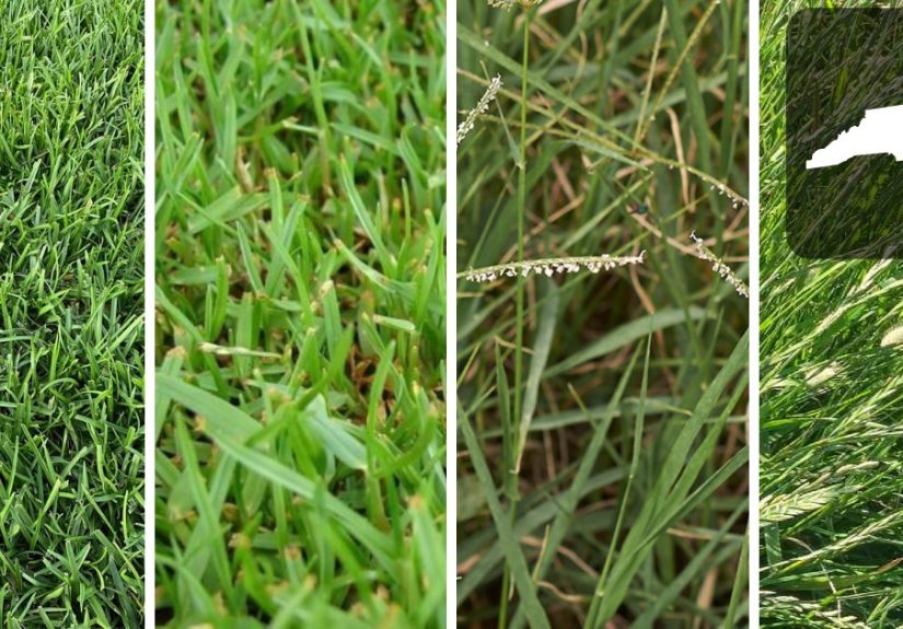 The Best Grass For North Carolina