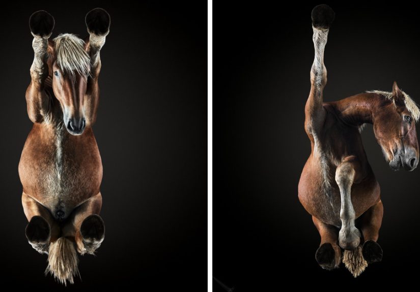 Under-Horse: I Photograph Horses From Underneath