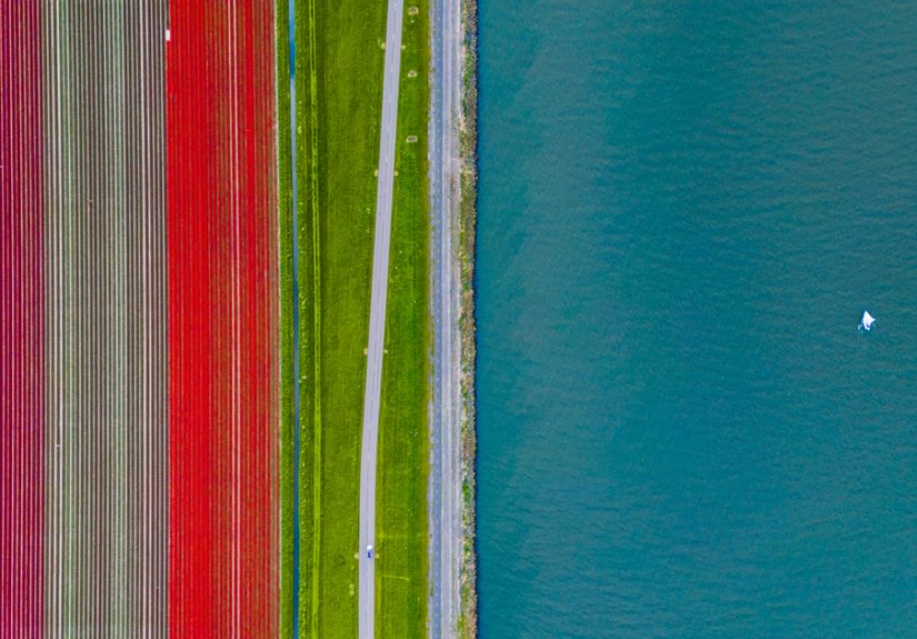 27 Photos Of Tulips In The Netherlands That I Took