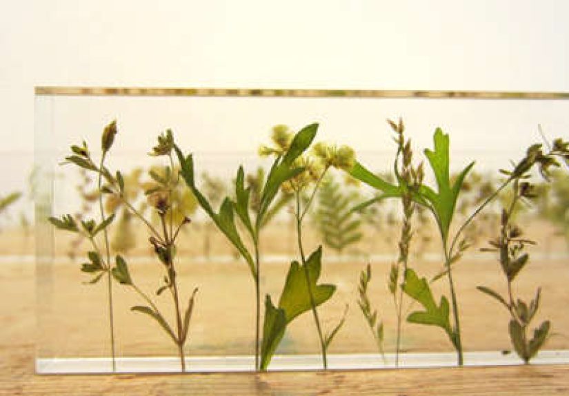 Botanicals as Art from Japan's Studio Note