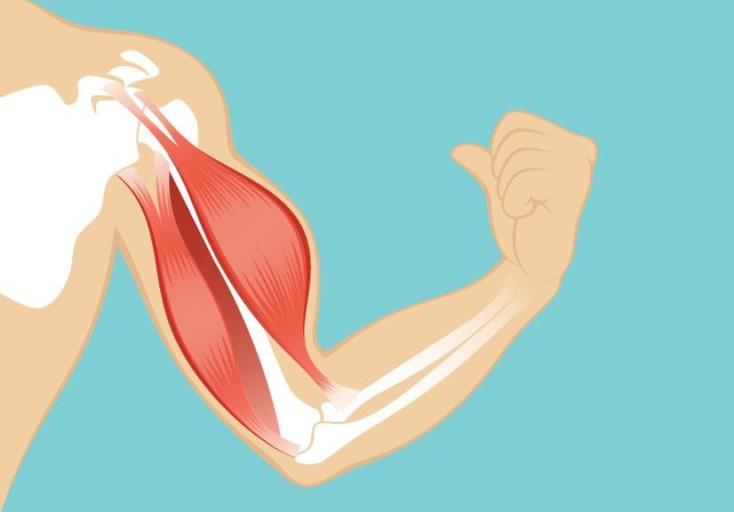 Deltoid Muscle Origin, Function & Area