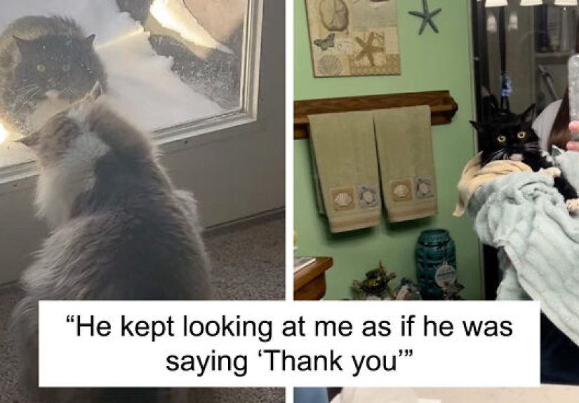 Determined Stray Comes To A Family On A Daily Basis Until They Adopt Him