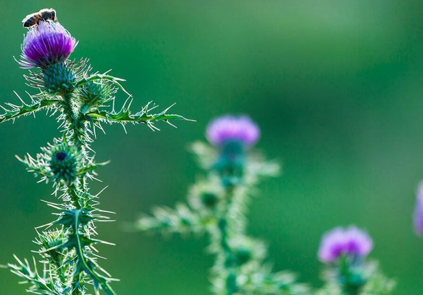 Does Milk Thistle Benefit Weight Loss?