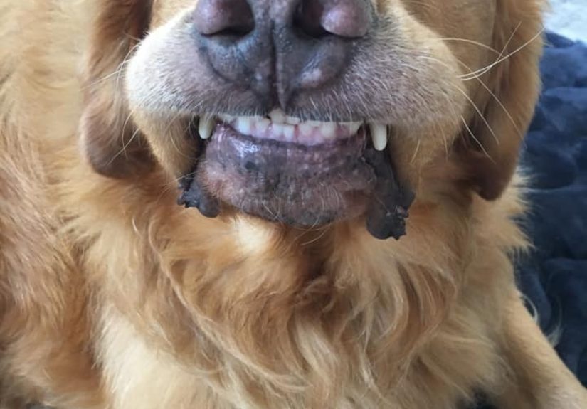Hey Pandas, Post The Funniest Picture Of Your Pet