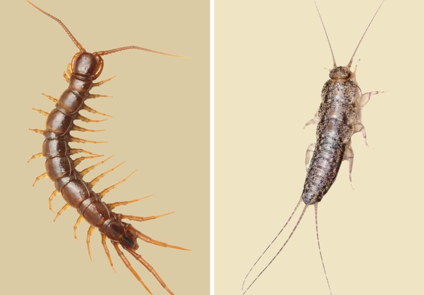 House Centipede vs. Silverfish: What’s the Difference?