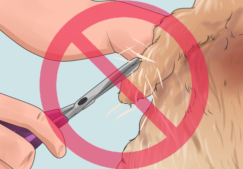 How to Brush Mats out of Dog Hair: 14 Steps