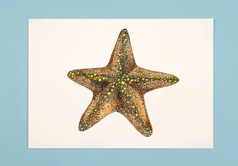 How to Draw a Starfish: Step-by-Step Tutorial With Pictures