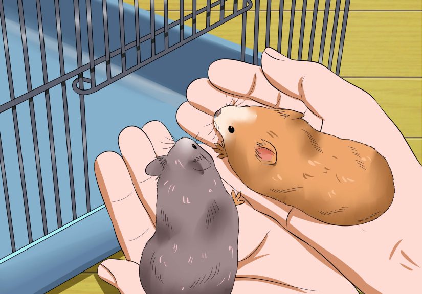 How to Get Hamsters to Stop Fighting: 13 Steps